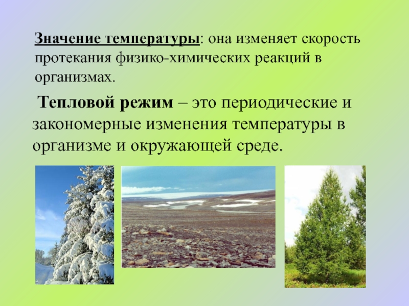 Смысл температуры. Значение температуры. Важность температуры. Тепловой режим экология. Температура и ее изменение.