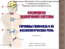 Современные представления о функциях эндокринной системы