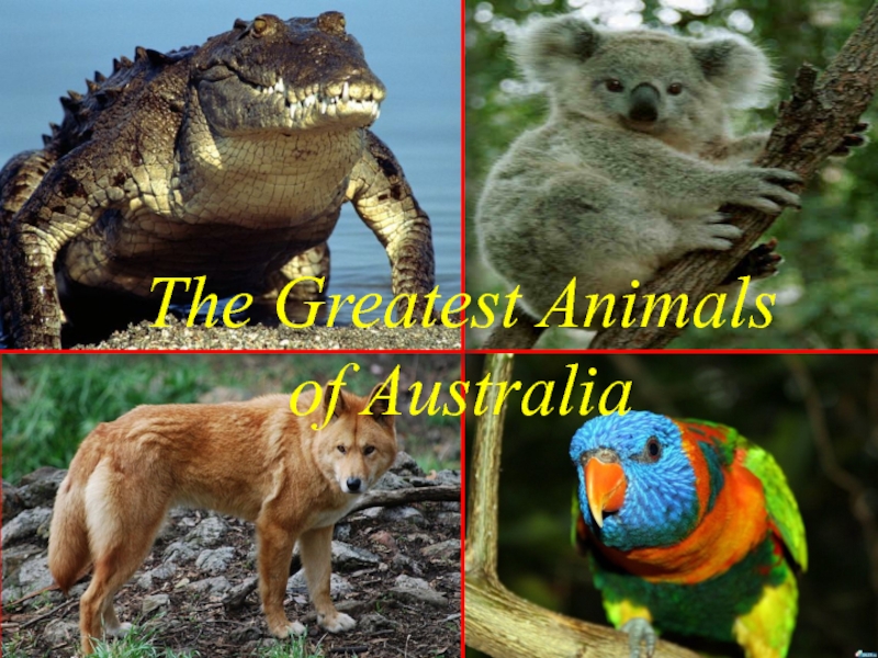 The Greatest Animals of Australia