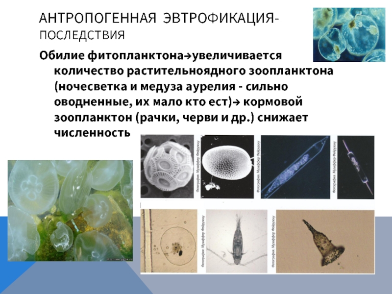 Обилие фитопланктона→увеличивается количество растительноядного зоопланктона (ночесветка и медуза аурелия - сильно оводненные, их мало кто ест)→ кормовой