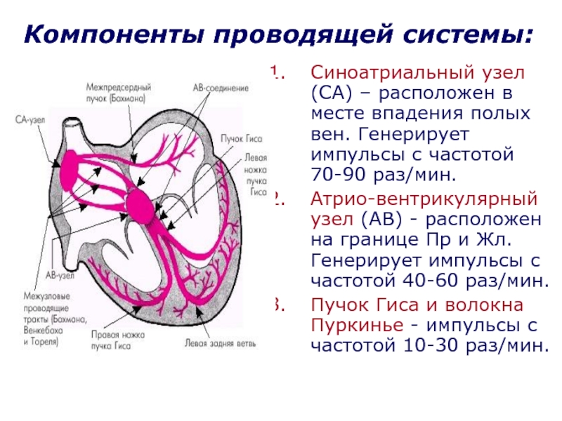 Проводящая система проводит. Синоатриальный узел сердца строение. Атриовентрикулярный узел генерирует импульсы. Проводящая система сердца импульсы. Проводящая система сердца частота импульсов.