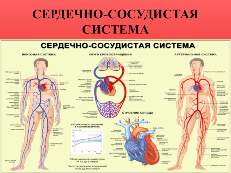 Кровеносная система анатомия презентация