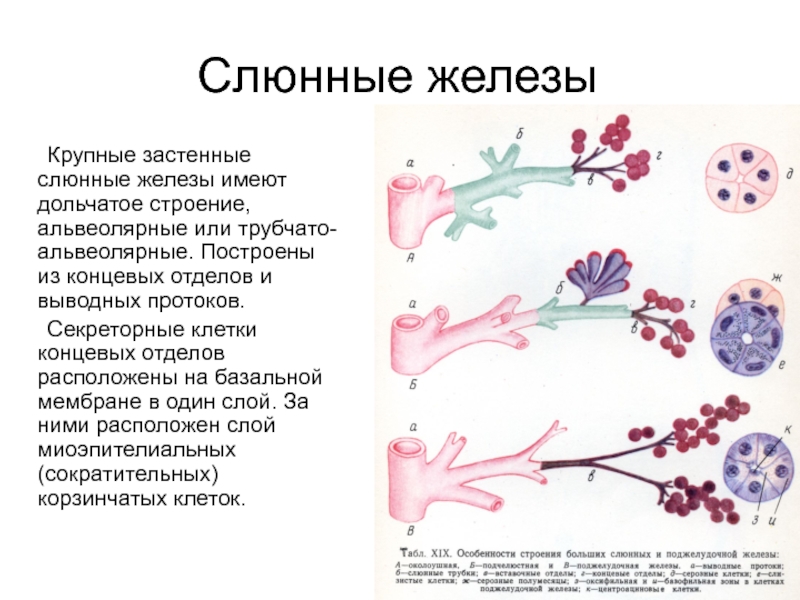 Презентация Слюнные железы