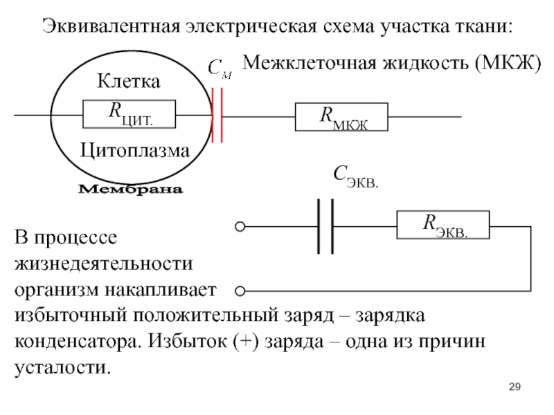 Эквивалентная электрическая схема тканей организма включает сопротивления