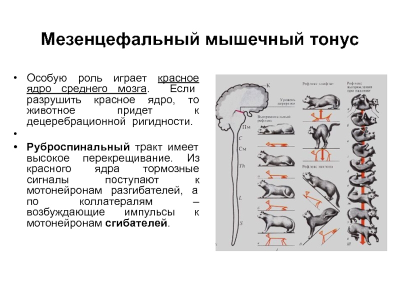 Спинальный тонус