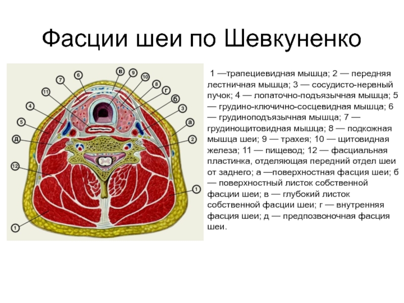 Фасции и клетчаточные пространства шеи схема