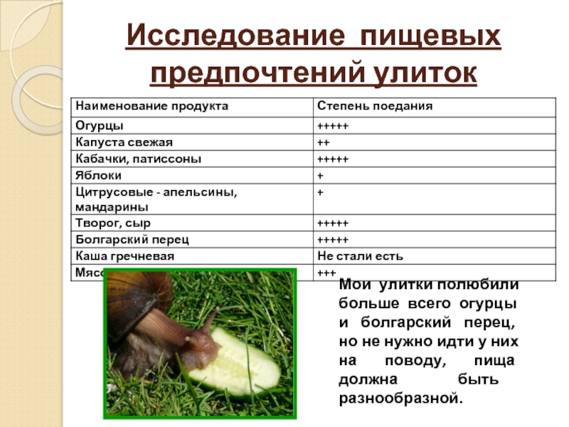 Исследование пищевых предпочтений улитокМои улитки полюбили больше всего огурцы и болгарский перец, но не нужно идти у