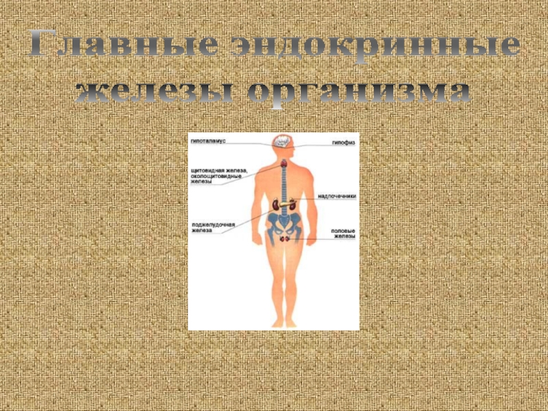 Жизнедеятельность организма человека. Главные эндокринные железы. Гуморальная регуляция. Эндокринные железы.. Важная эндокринная железа. Органы с эндокринной тканью.