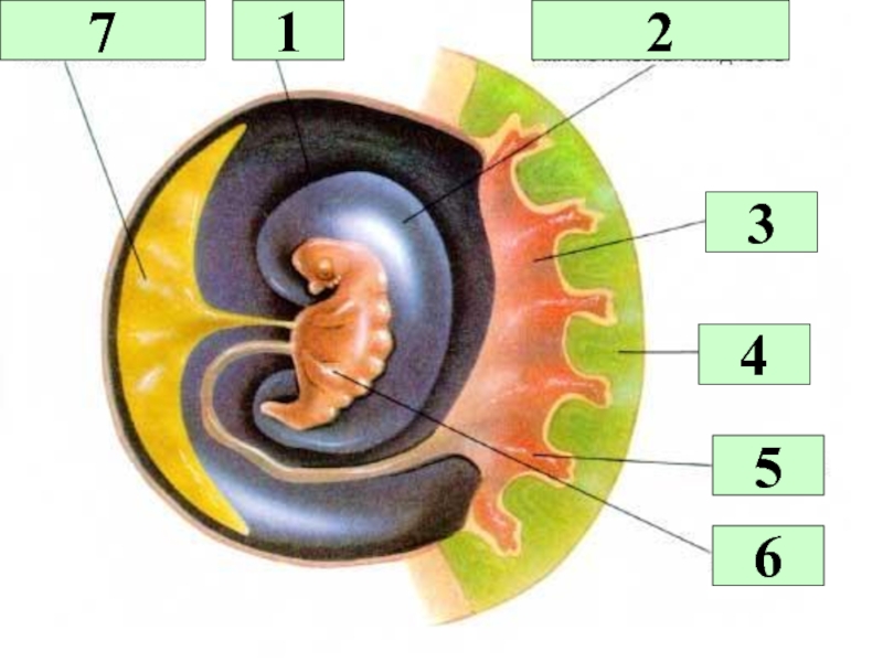 Эмбрион строение. Амнион хорион аллантоис. Строение зародыша хорион амнион. Зародыш аллантоис хорион. Хорион амнион желточный мешок.