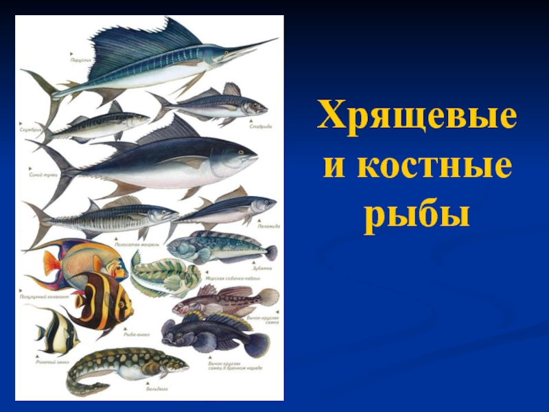 Презентация Хрящевые и костные рыбы