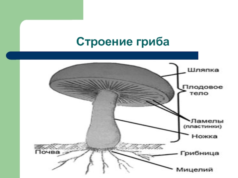 Рисунок гриба для биологии