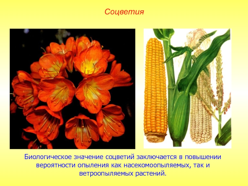 Биологическое значение соцветий заключается в повышении вероятности опыления как насекомоопыляемых, так и ветроопыляемых растений.Соцветия