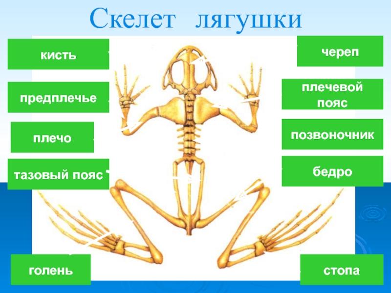Скелет лягушки позвоночник. Скелет лягушки плечевой пояс. Скелет земноводных. Строение скелета лягушки. Внутренний скелет лягушки.