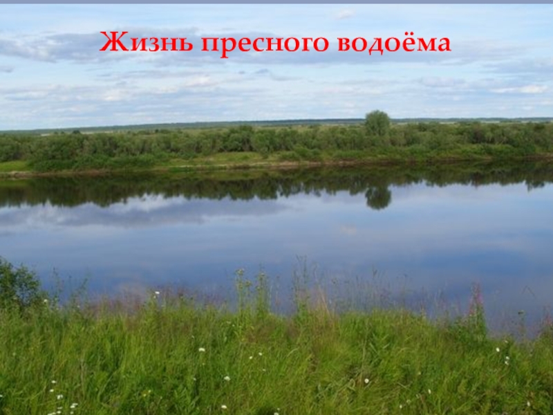 Жизнь пресного водоёма