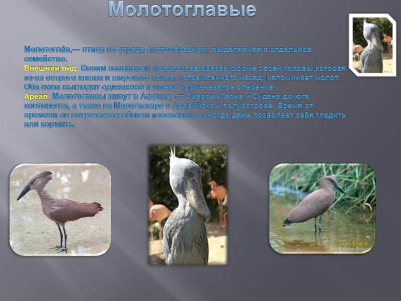 Разнообразие птиц презентация