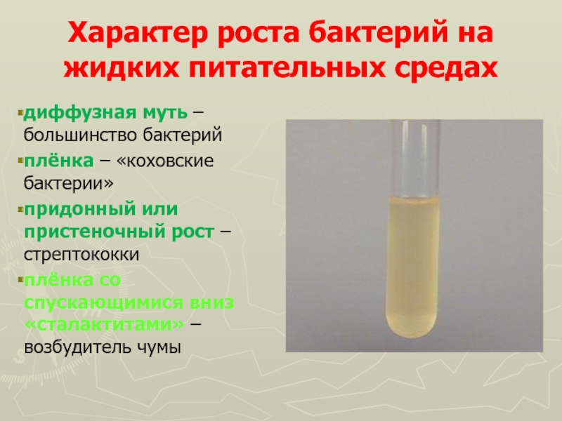 Жидкая среда. Пристеночный рост бактерий в жидких средах. Характер роста бактерий на жидких средах. Характер роста на жидких питательных средах. Пристеночный рост бактерий.