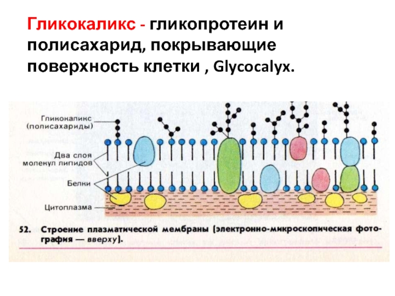 Какова функция клеточной структуры изображенной на рисунке