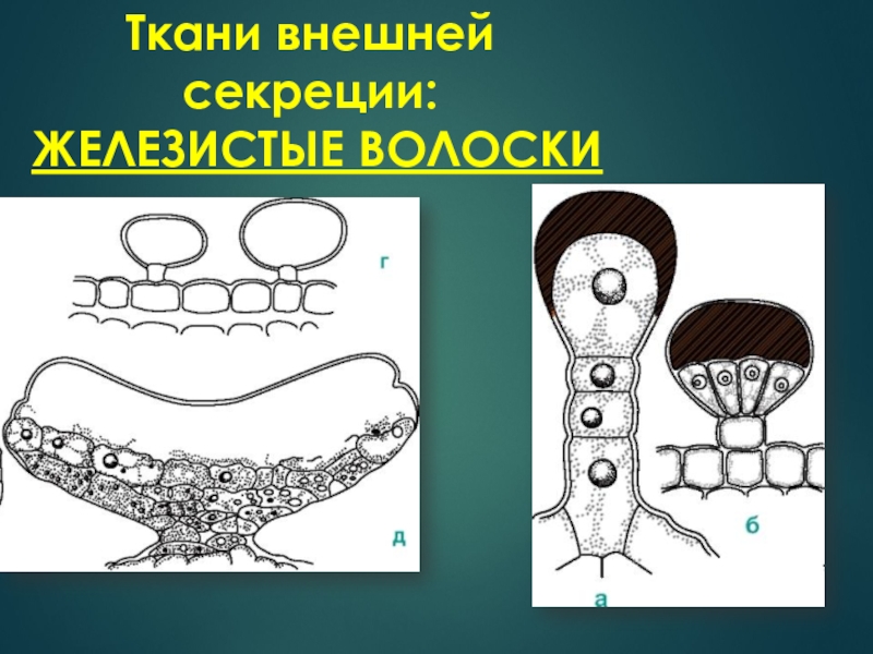 Выделительная ткань рисунок