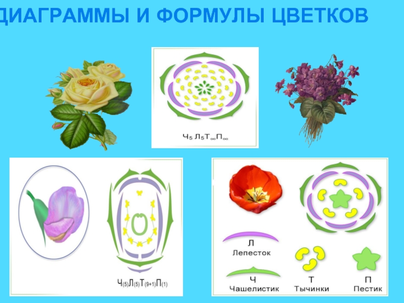 Луковые формула цветка и диаграмма