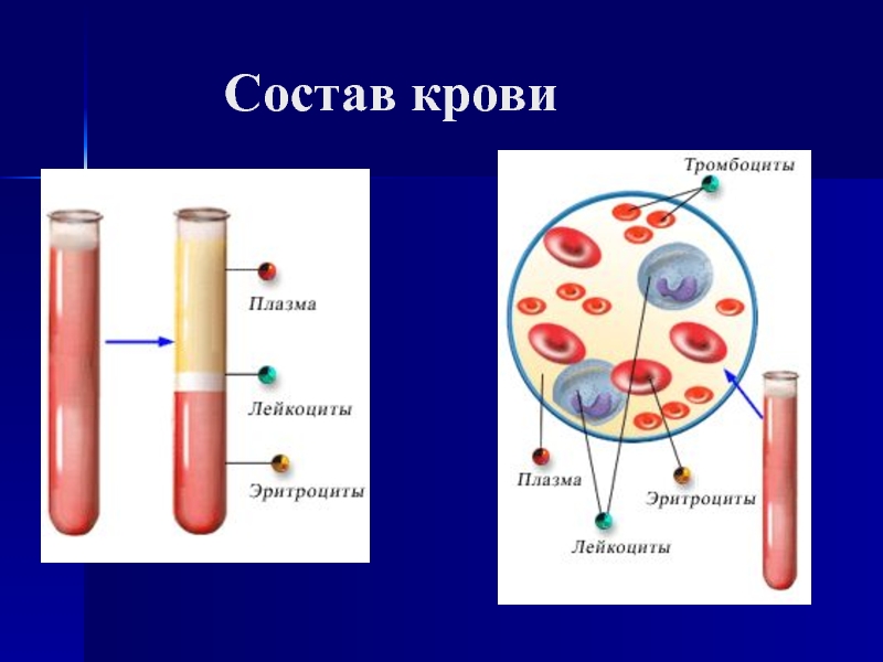 Состав крови рисунок