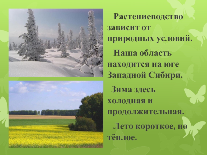 Растениеводство в Кузбассе. Природные условия Кузбасса. Природные условия Западной Сибири зимой летом. Лето короткое и холодное природная зона какая
