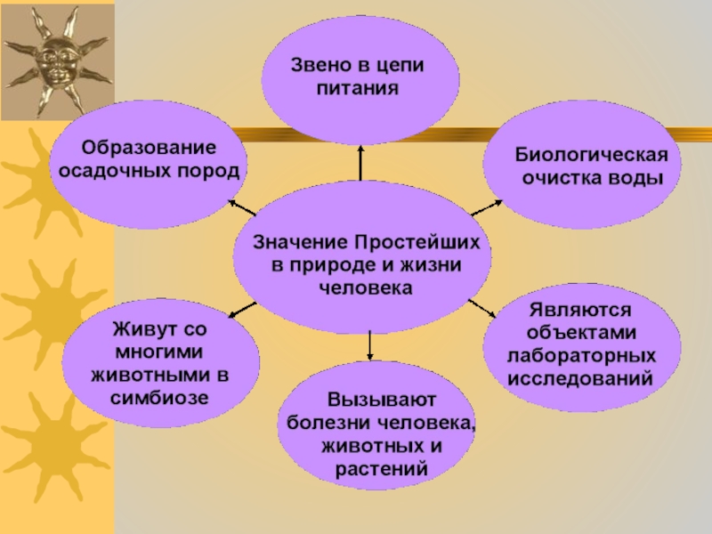 Составьте схему роль животных в природе