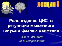 Роль отделов ЦНС в регуляции мышечного тонуса и фазных движений