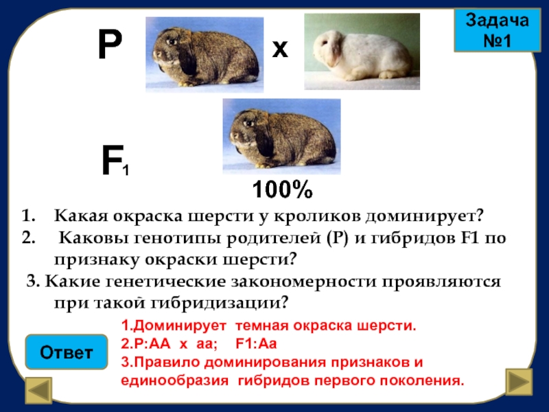 Рассмотрите рисунок определите доминантные признаки у кроликов темная или белая окраска гладкая или