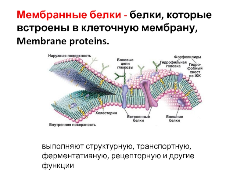 Какие функции выполняют белки мембран. Мембранные белки. Мембранные белки транспортные рецепторные структурный. Транспортные и структурные белки. Мембранные белки функции.