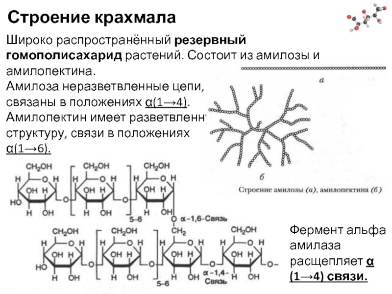 Схема строения крахмала