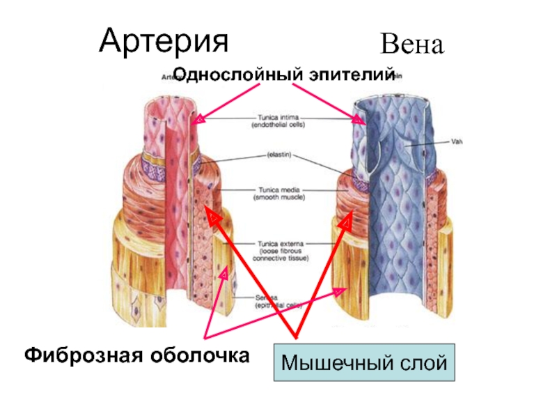 Органы кровообращения. Сосудистая система, её строение и функции АртерияВенаМышечный слойФиброзная оболочкаОднослойный эпителий АртерияВенаМышечный слойФиброзная оболочкаОднослойный эпителий