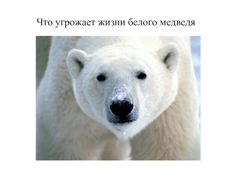 Презентация Что угрожает жизни белого медведя 