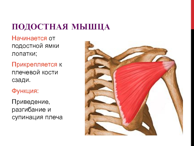 Мышца поднимающая лопатку фото