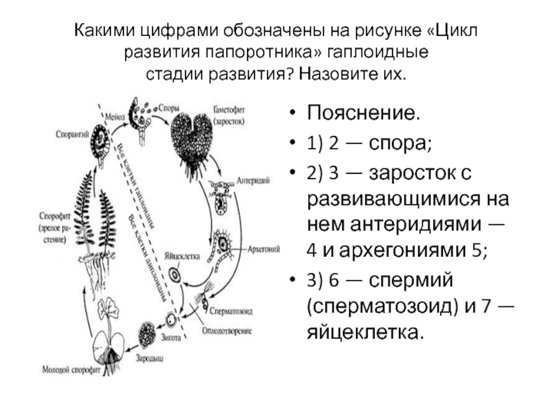 Какими цифрами обозначены на рисунке цикл развития папоротника гаплоидные стадии развития