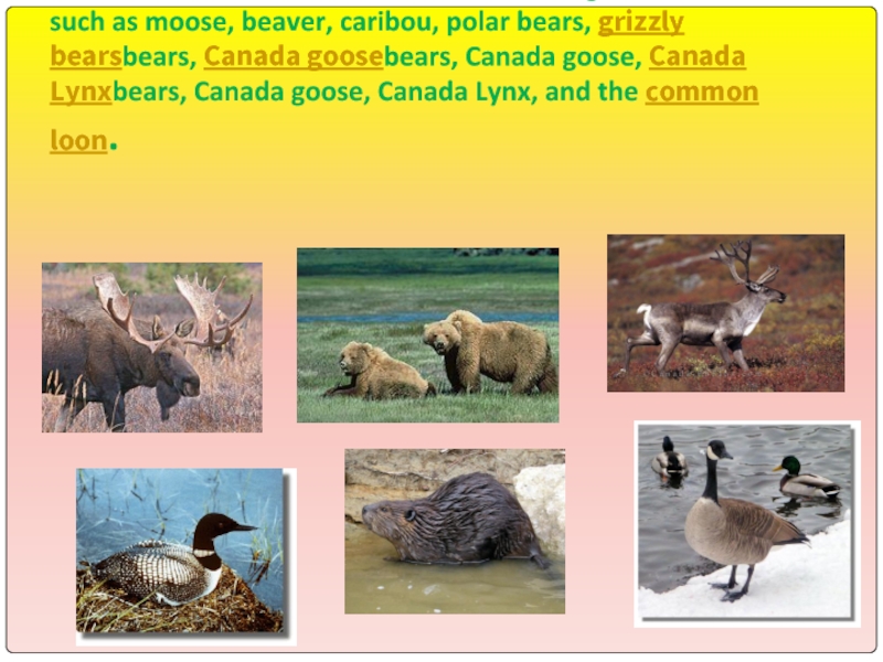 Animals Canada is known for its vast forests and mountain ranges