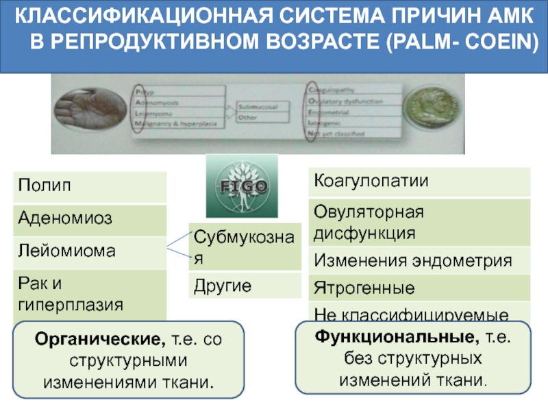 Амк гинекология презентация