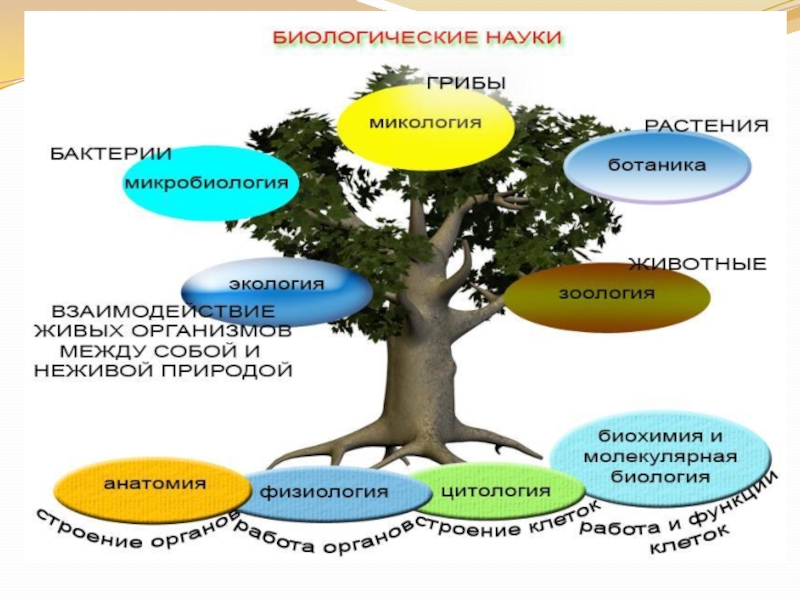 Презентация биологические. Дерево биологических наук. Частные биологические науки. Самостоятельные биологические дисциплины презентация. Дерево биологических наук для презентации.