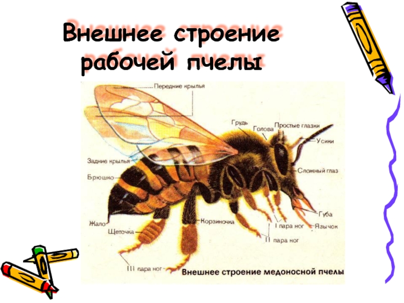 Отделы тела пчелы медоносной. Внешнее строение медоносной пчелы. Медоносная пчела строение конечности. Строение пчелы медоносной. Анатомия пчелы медоносной.