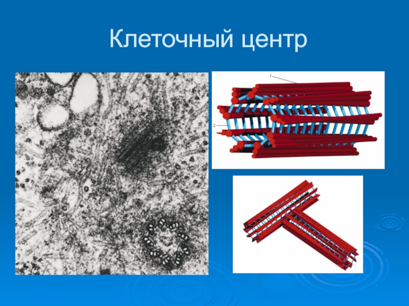 Клеточный центр картинка