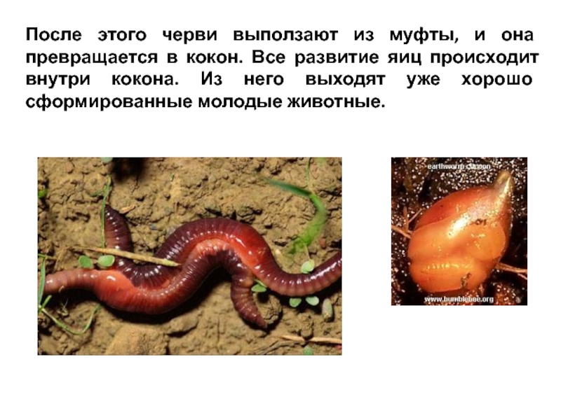 Примеры группы червей