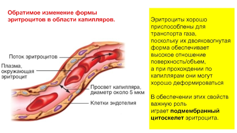 Лейкоциты в отличие от эритроцитов не способны проникать сквозь стенки капилляров