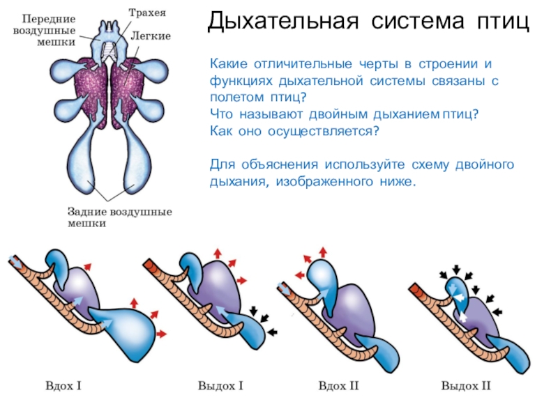 Схема воздушных мешков птиц