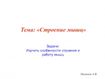Пименов А.В.
Тема: Строение мышц
Задачи:
Изучить особенности строения и