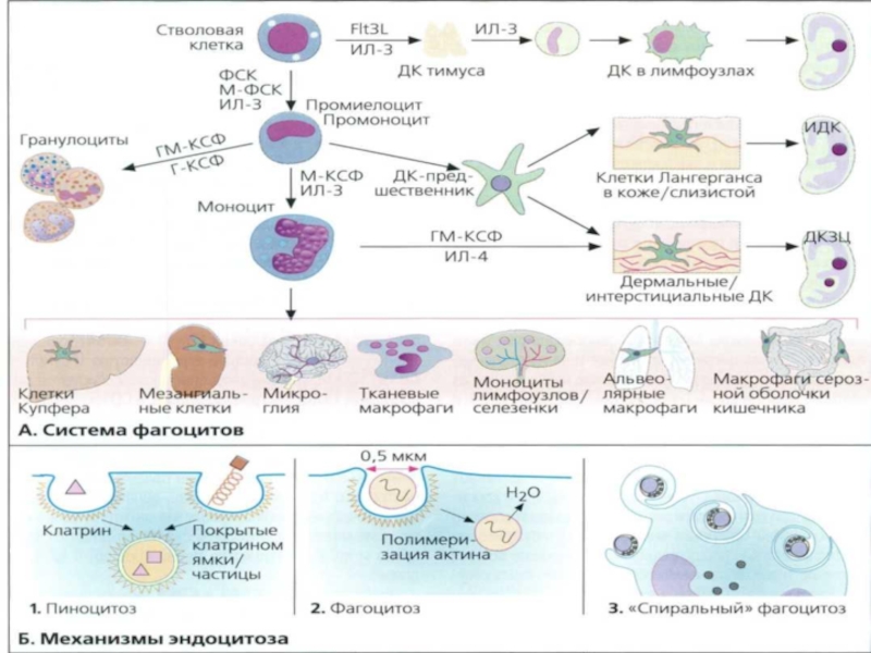 Зарисовать схемы механизма образования иммунитета клеточный фагоцитоз
