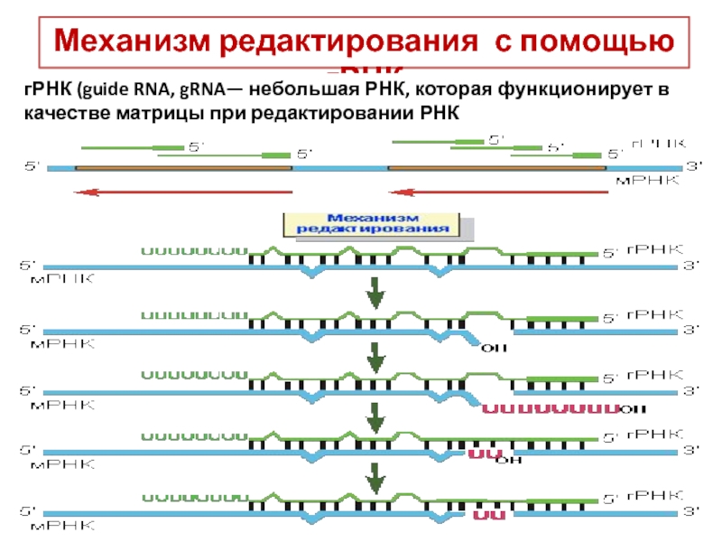 Редактирование рнк. Редактирование РНК механизм. Связь с редактированием РНК. Муфта РНК-25.