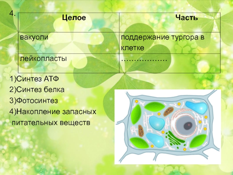 Лейкопласты в растительной клетке. Примеры презентаций по биологии. Накопление питательных веществ. Синтез АТФ фотосинтез.