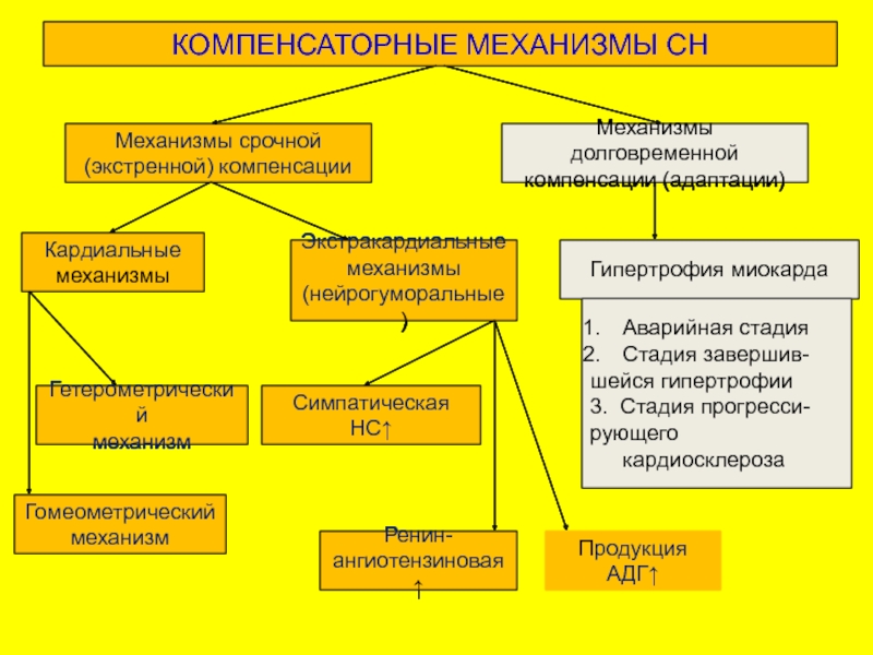 Схему защитно приспособительных механизмов организма при умирании