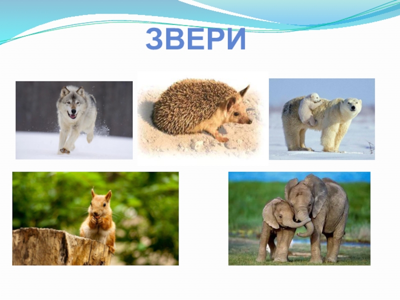 Вид животных 3 класс окружающий. Многообразие зверей. Разнообразие животных 3 класс окружающий. Разнообразие животных 3 класс презентация. Разнообразные животные 3 класс.