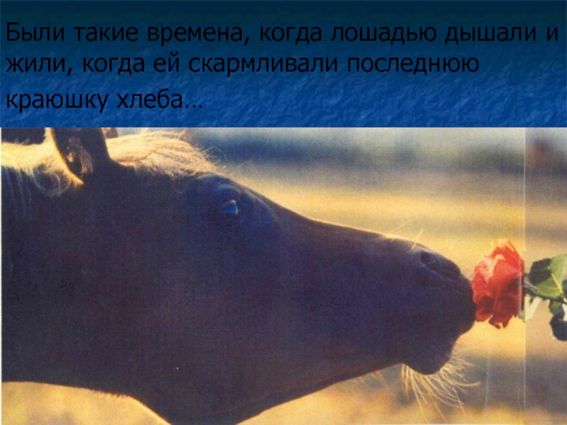 Были такие времена, когда лошадью дышали и жили, когда ей скармливали последнюю краюшку хлеба…