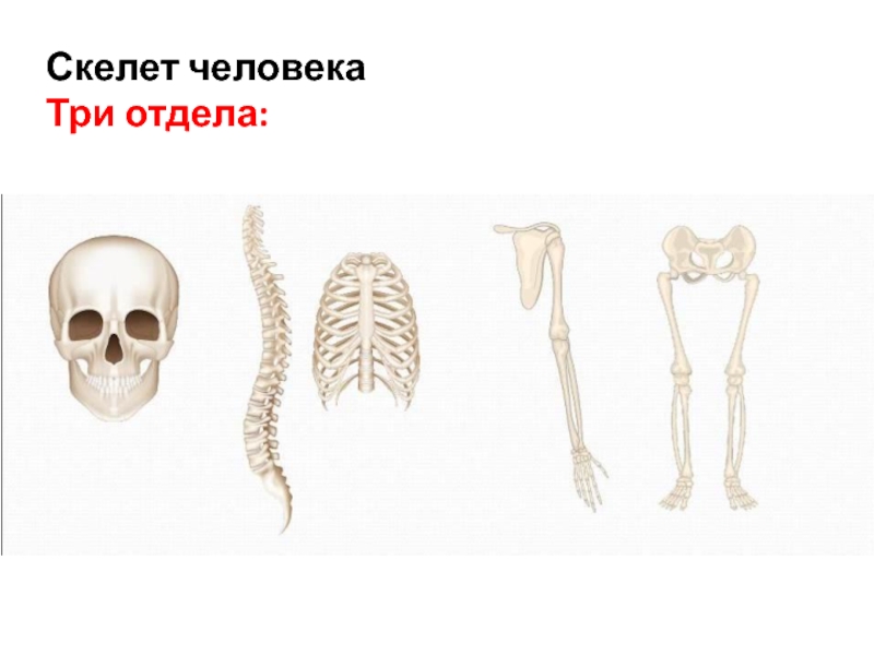 Установите соответствие между отделами скелета и костями